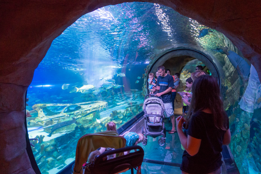Sea Life